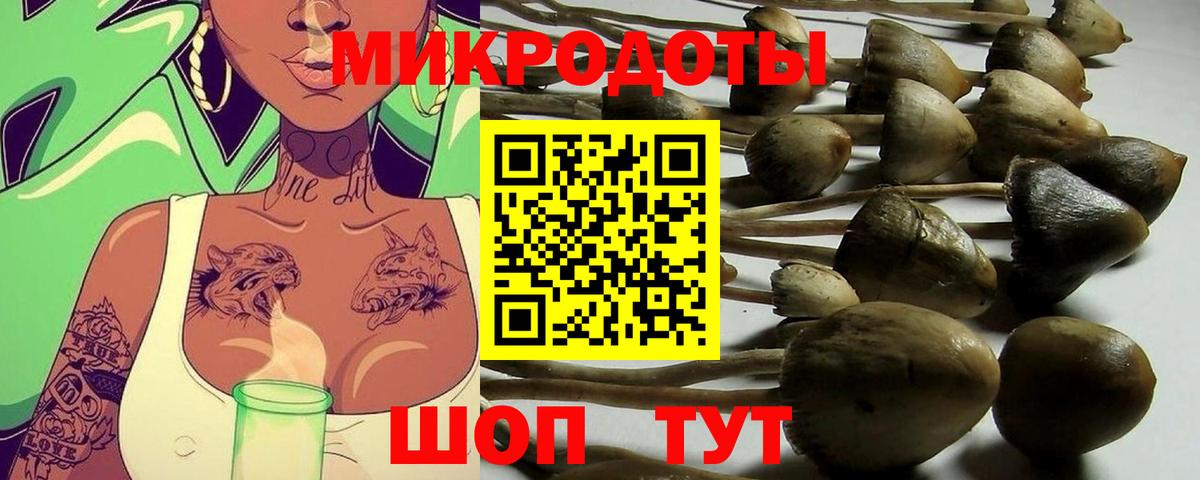Псилоцибиновые грибы Psilocybe Павловский Посад